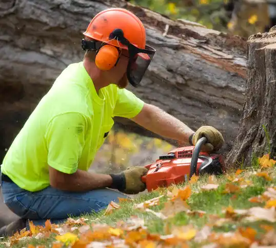 tree services Youngstown